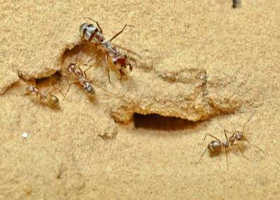 Сахарские муравьи признаны одними из самых быстрых животных планеты