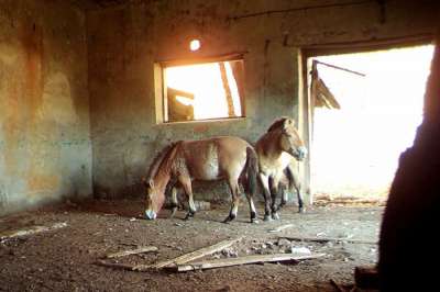 Ученые проследили за жизнью лошадей Пржевальского в Чернобыльской зоне