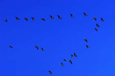 12 октября - Всемирный день мигрирующих птиц