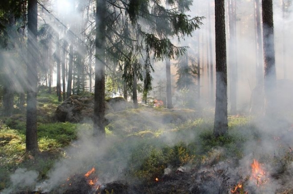 За сутки в Украине вспыхнуло 275 пожаров, 1 человек погиб