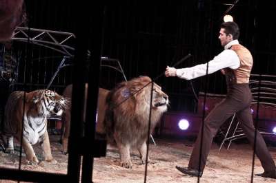 В Калифорнии запретят изделия из меха и выступления зверей в цирках