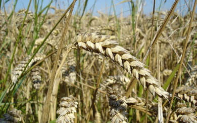 Хороший урожай зерновых в Эстонии оживил железную дорогу