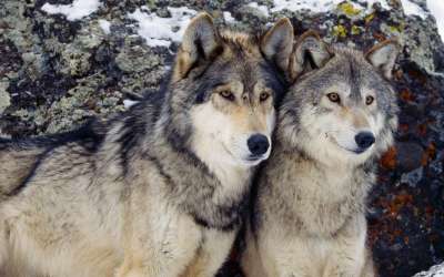 Волки оказались больше склонны к перемирию, чем собаки