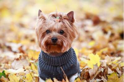 Ветеринары рассказали, каким собакам нужна в холода одежда