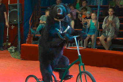 Зрителей российского цирка обвинили в нападении медведя на дрессировщика