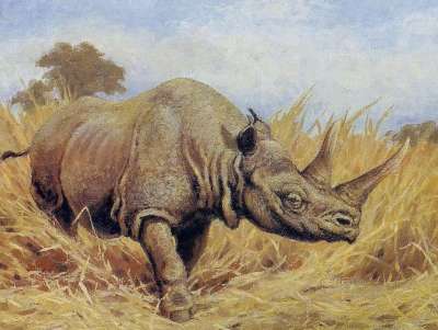 Останки древнего носорога Мерка обнаружены в пещере на Земле леопарда