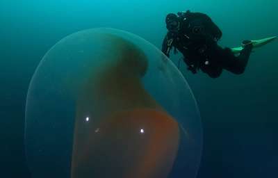 Как выглядит подводная капсула с яйцами кальмара. Видео